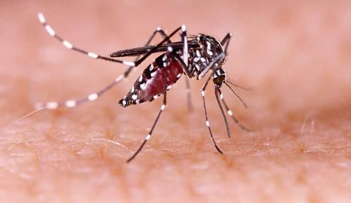 Dengue: ‌বর্ষা আসতে না আসতেই রাজ্যে ডেঙ্গির বাড়বাড়ন্ত‌