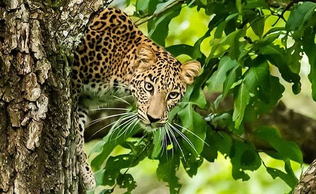LEOPARD: দেশে বাড়ল লেপার্ডের সংখ্যা