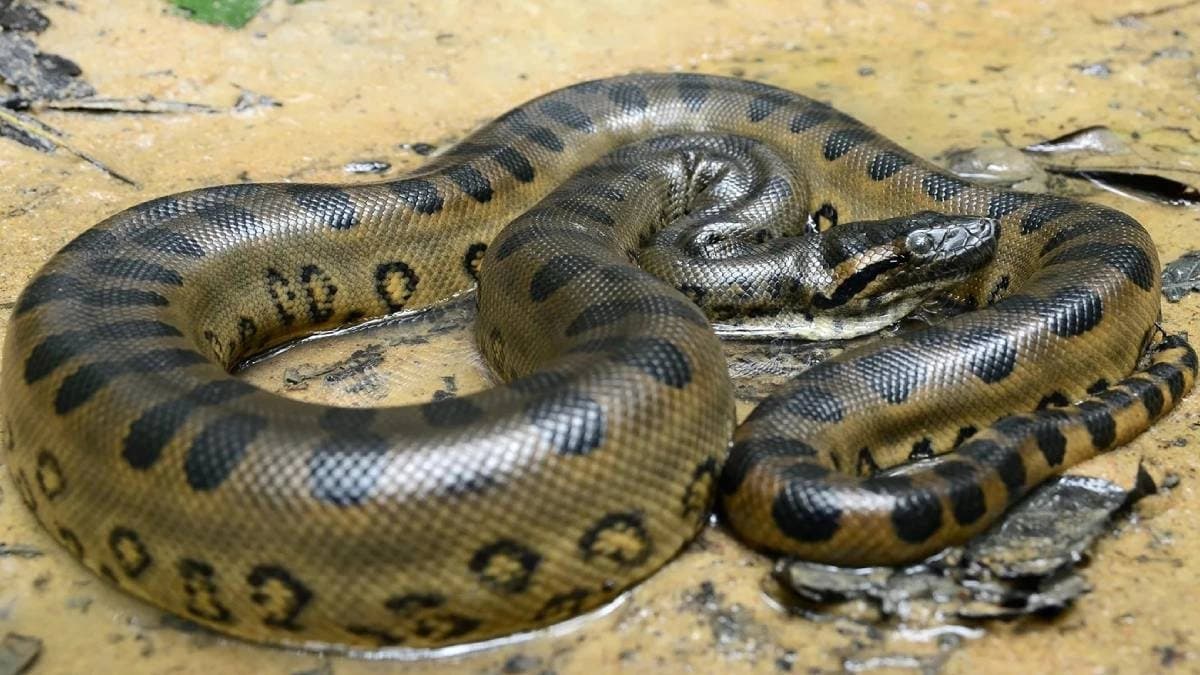 Sexual cannibalism among animals