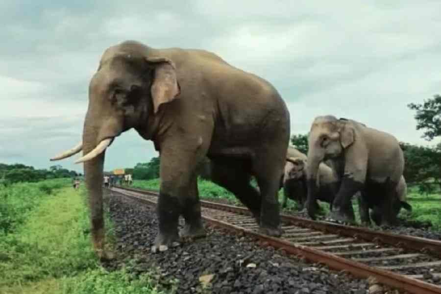 several elephants entered kharagpur gnr