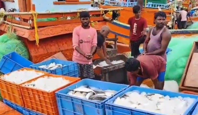 South 24 Pargana: ঝাঁকে ঝাঁকে ইলিশ উঠল জালে, বাজার ছেয়ে যাবে রূপালি শস্যে 
