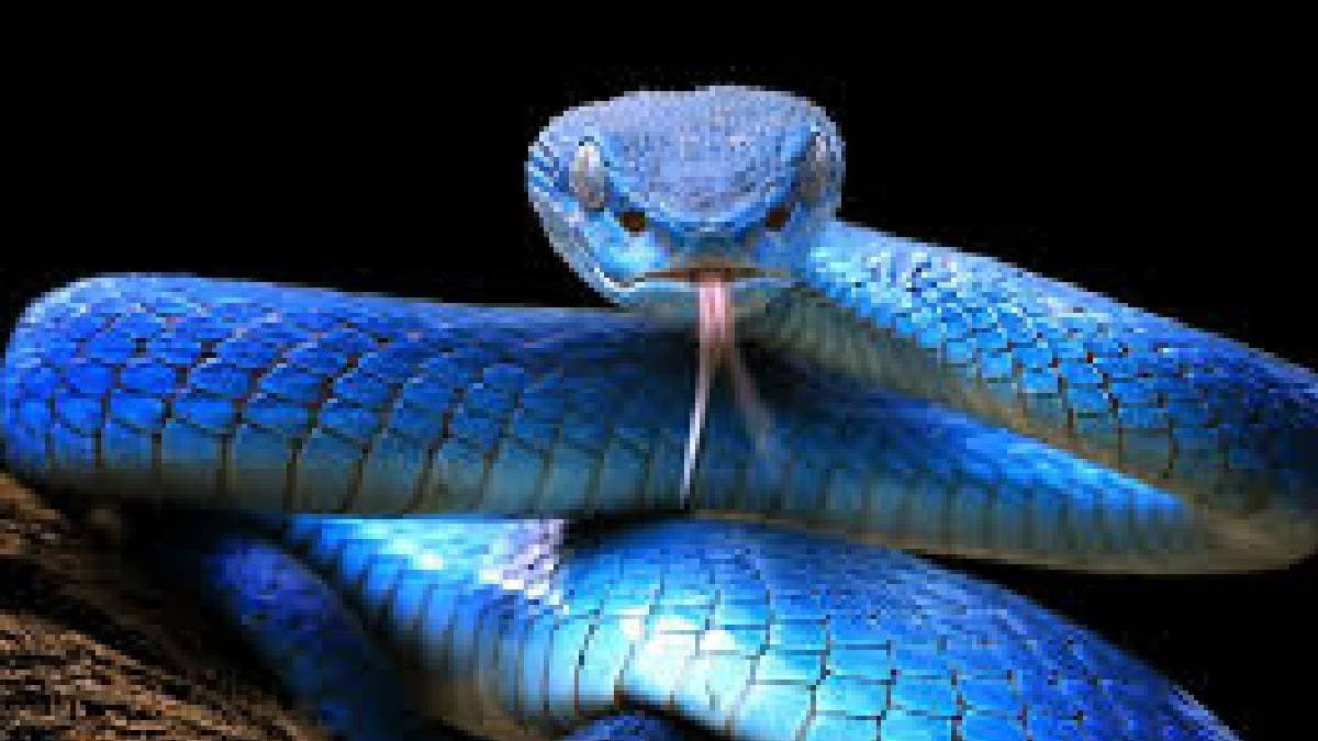 S pattern is safe when a Snake is chasing you