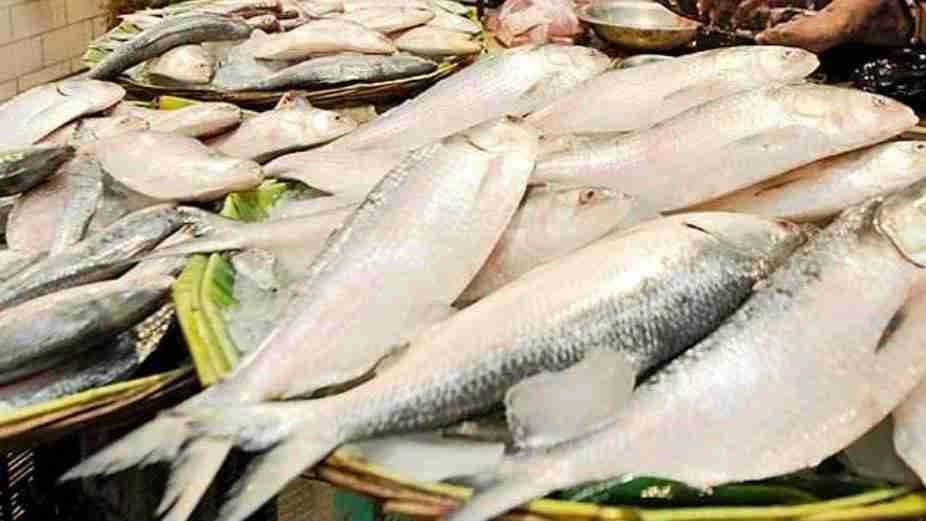 Fishermen are on way to see that raises hope to supply sufficient hilsa to Bengal markets