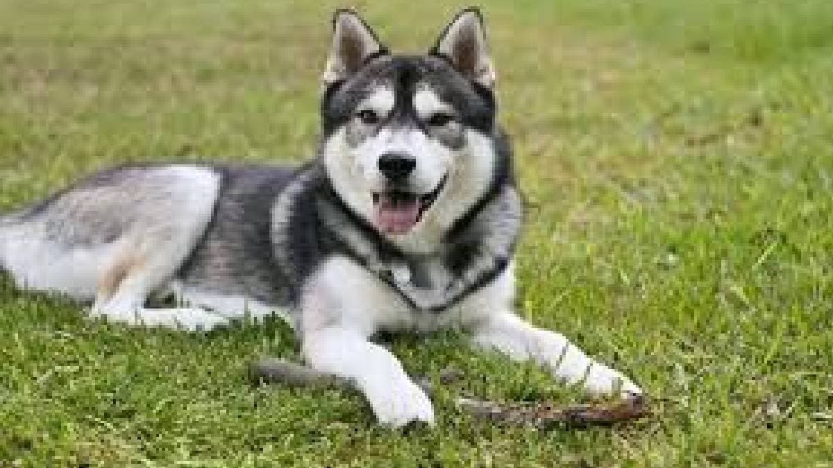 Man dies after pet dog attacks owners private parts in Hyderabad