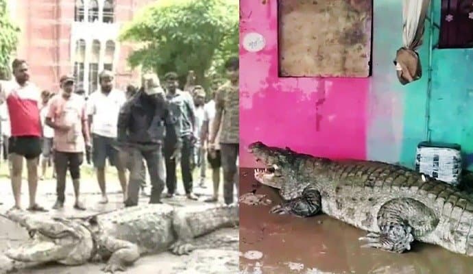  10 foot crocodile enters inside Vadodara home, college amid heavy rain gnr 