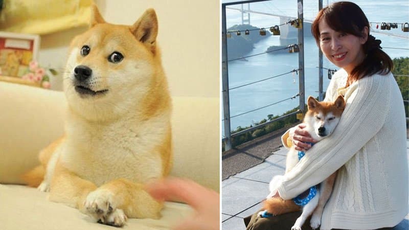 Kabosu, Japanese dog who inspired doge meme, dies at 18