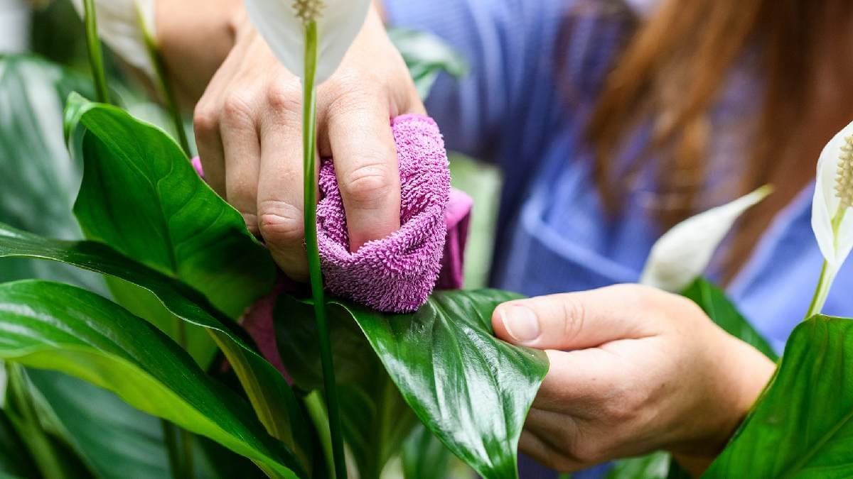 Snake Plant Peace Lily and Money Plant help to reduce Air Pollution