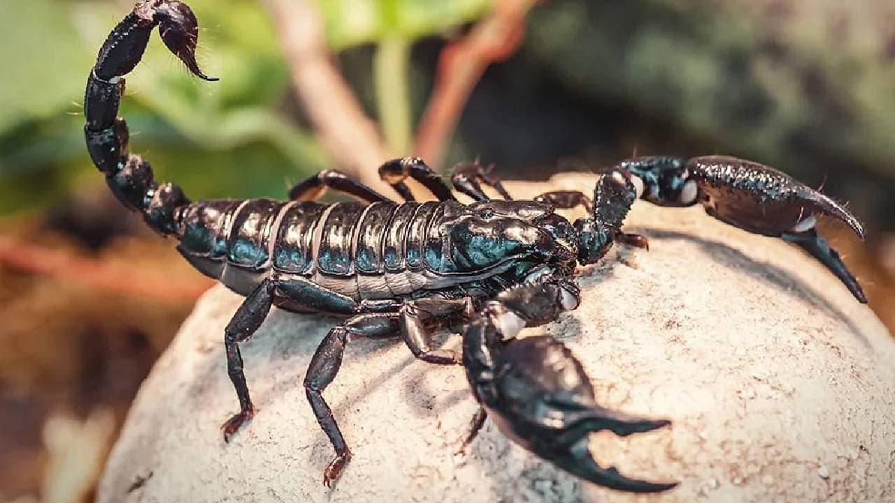 A class one Dalit Student was assaulted for months by teacher and Headmaster 