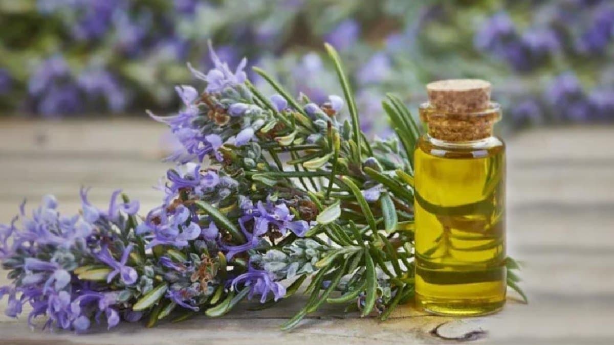 Beauty tips: use rosemary oil to improve hair growth and volume
