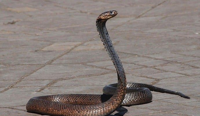Bihar kid bites snake, parents rush him to doctor gnr 